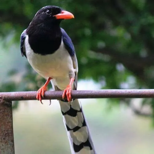 Birds and wildlife photographed around Binsar Wildlife Sanctuary (8)