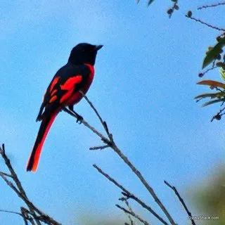 Birds and wildlife photographed around Binsar Wildlife Sanctuary (3)