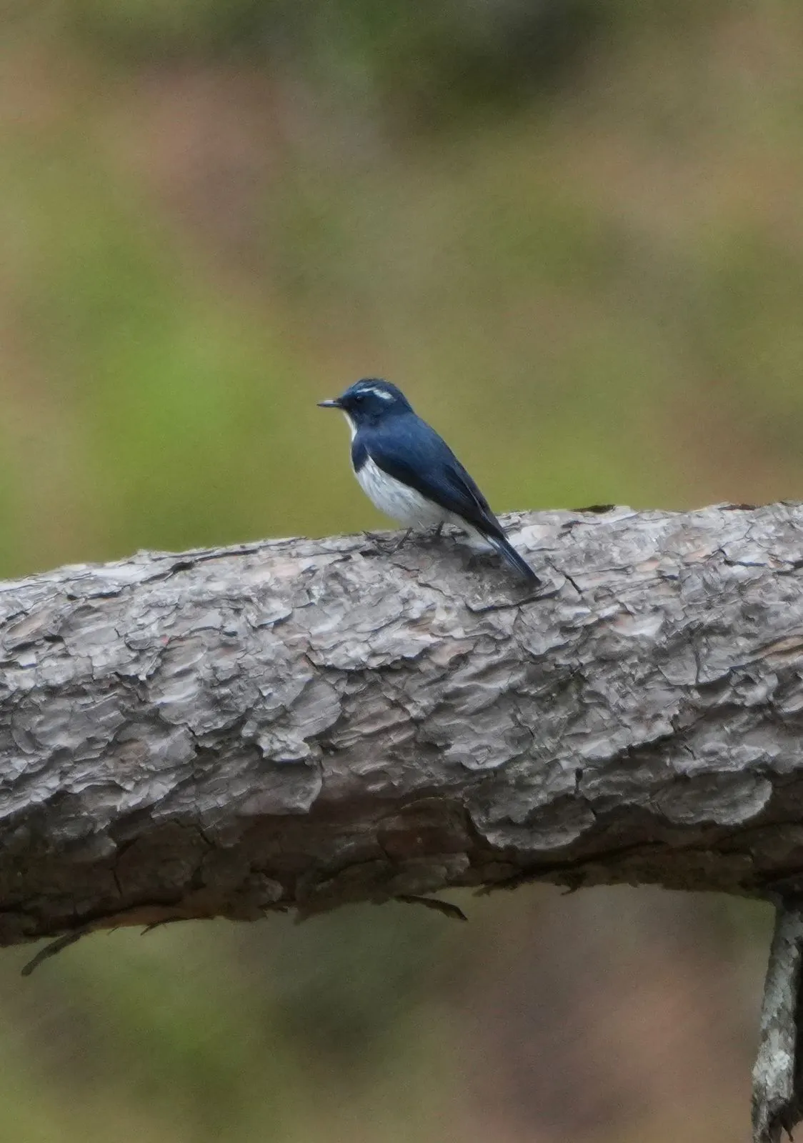 Birds and wildlife photographed around Binsar Wildlife Sanctuary (15)