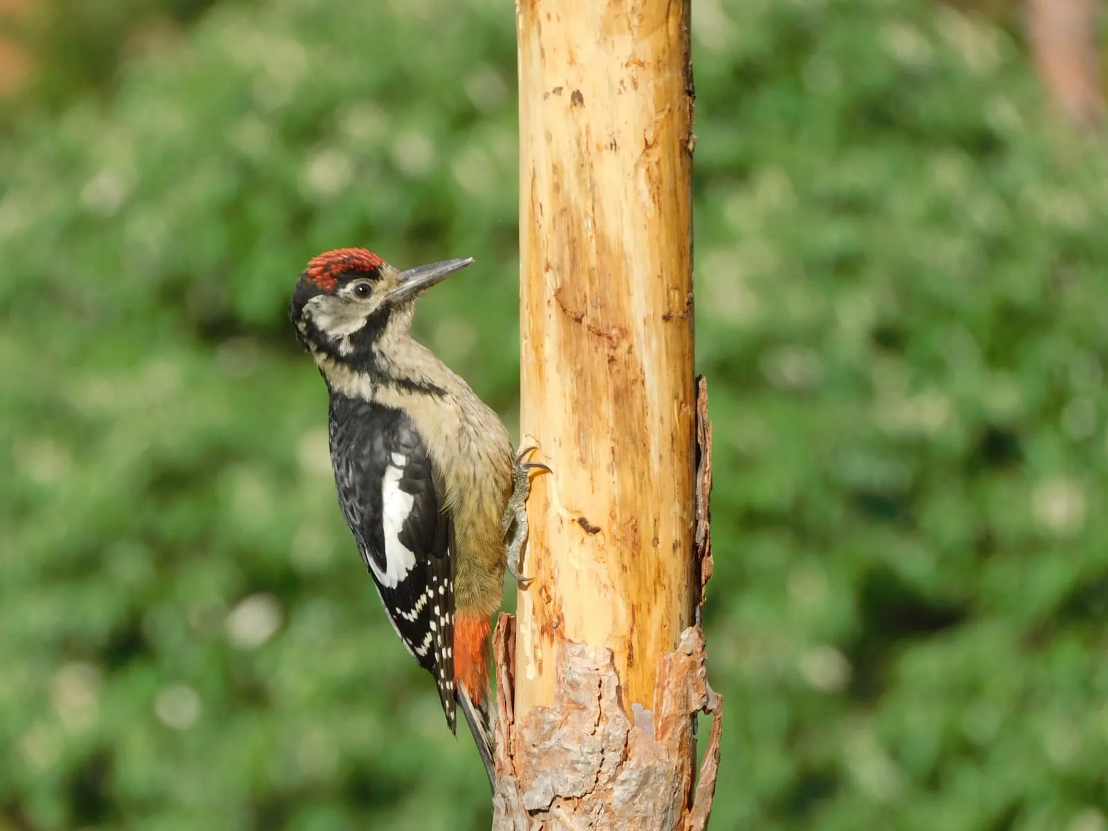 Birds and wildlife photographed around Binsar Wildlife Sanctuary (17)