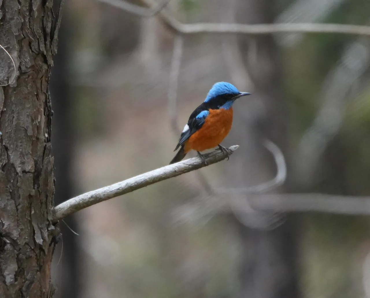 Birds and wildlife photographed around Binsar Wildlife Sanctuary (20)