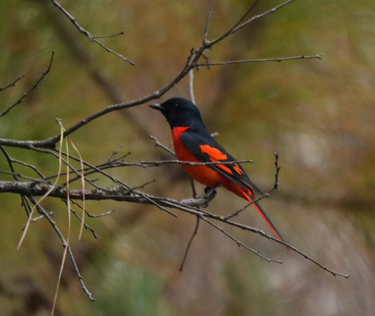 Birds and wildlife photographed around Binsar Wildlife Sanctuary (21)