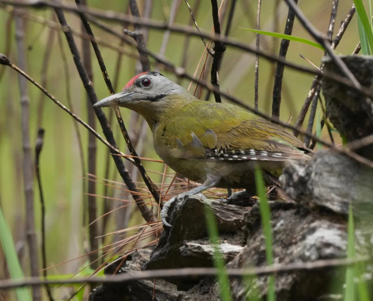 Birds and wildlife photographed around Binsar Wildlife Sanctuary (22)