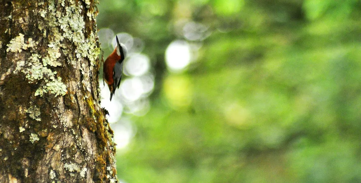 Birds and wildlife photographed around Binsar Wildlife Sanctuary (1)